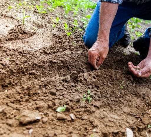 Moestuinieren Buurts